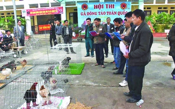 Quà Tết gà Đông Tảo "cháy hàng"